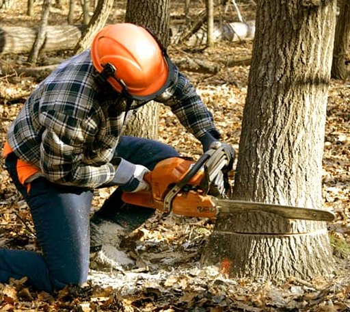 Tree Removal in Boyd, TX
